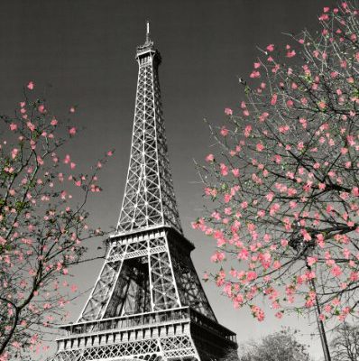 16x20 Poster Print Paris Blossom Eiffel Tower 0