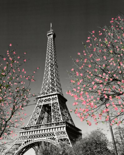 16x20 Poster Print Paris Blossom Eiffel Tower 0