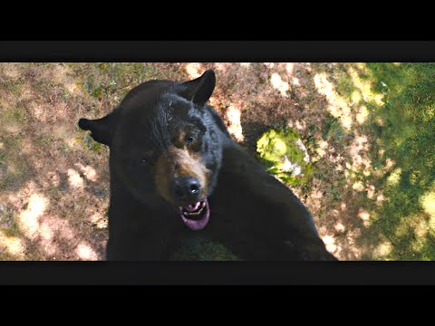 Cocaine Bear (2023) – Ending Scene – Bear's Killing Spree! (HD)